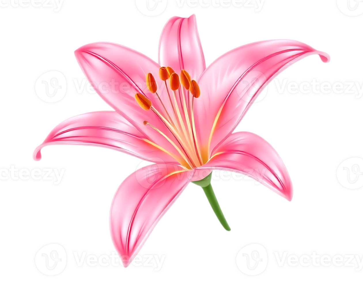 Pink Lily Flower with Transparent Background png