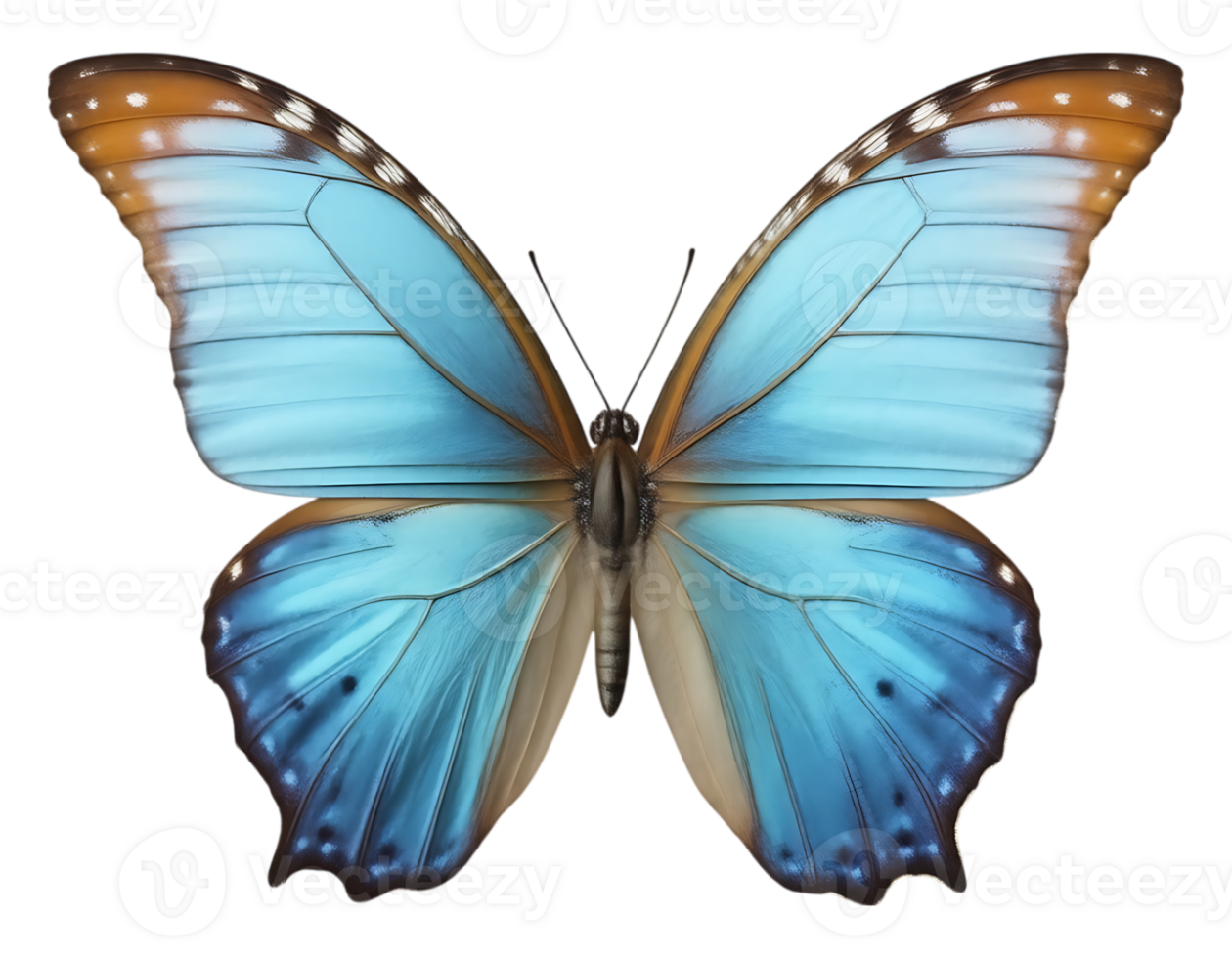Vibrant Blue Butterfly with Detailed Wing Patterns png