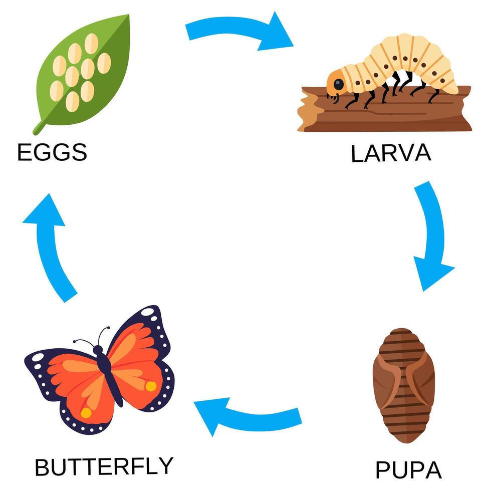 illustration of the butterfly life cycle egg, larva caterpillar, pupa chrysalis, and adult butterfly. Ideal for biology or educational use vector
