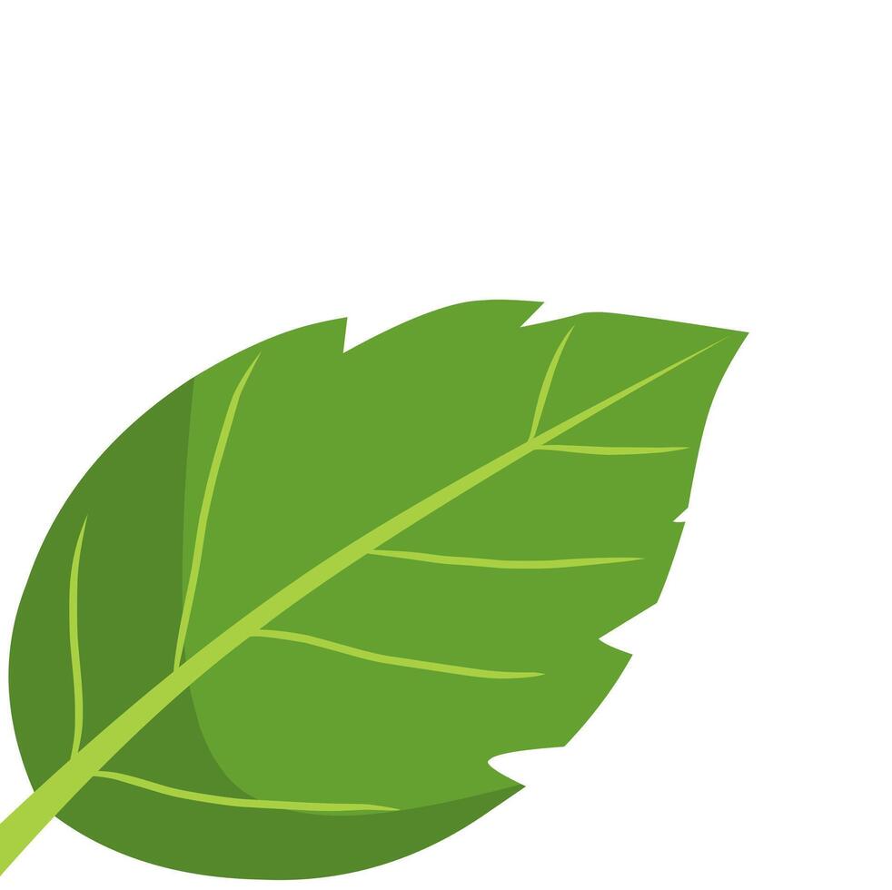 Clean illustration of a green leaf with visible veins. Great for eco-friendly themes, plant designs, gardening, nature, health, or herbal visuals vector
