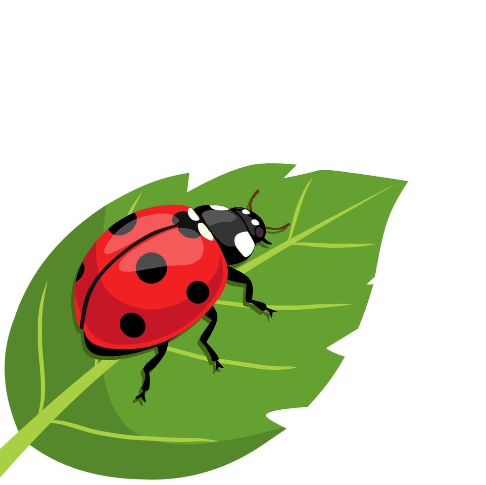 illustration of a ladybug standing on a green leaf. Perfect for nature-themed designs, biology materials, insects, and garden or eco-friendly visuals vector
