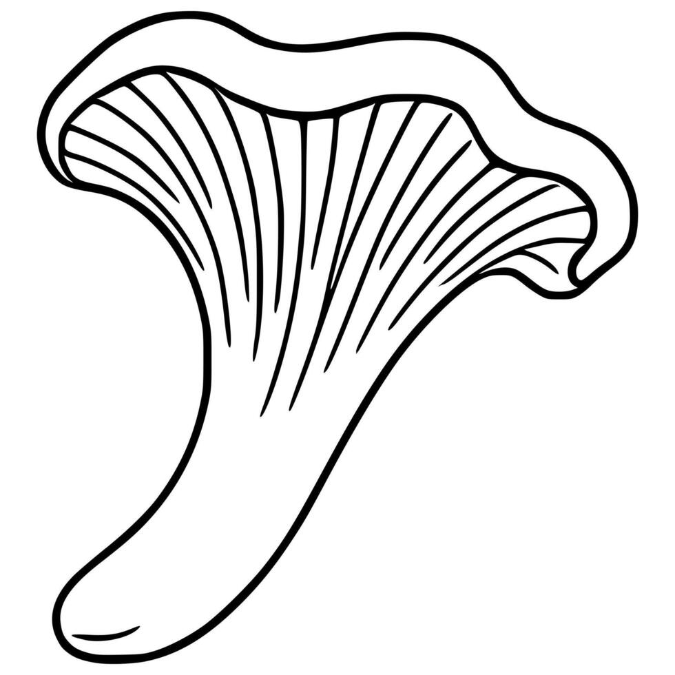 A illustration of a chanterelle mushroom, depicted in a minimalist black and white line art style, showcasing its unique funnel shape and ribbed cap. vector