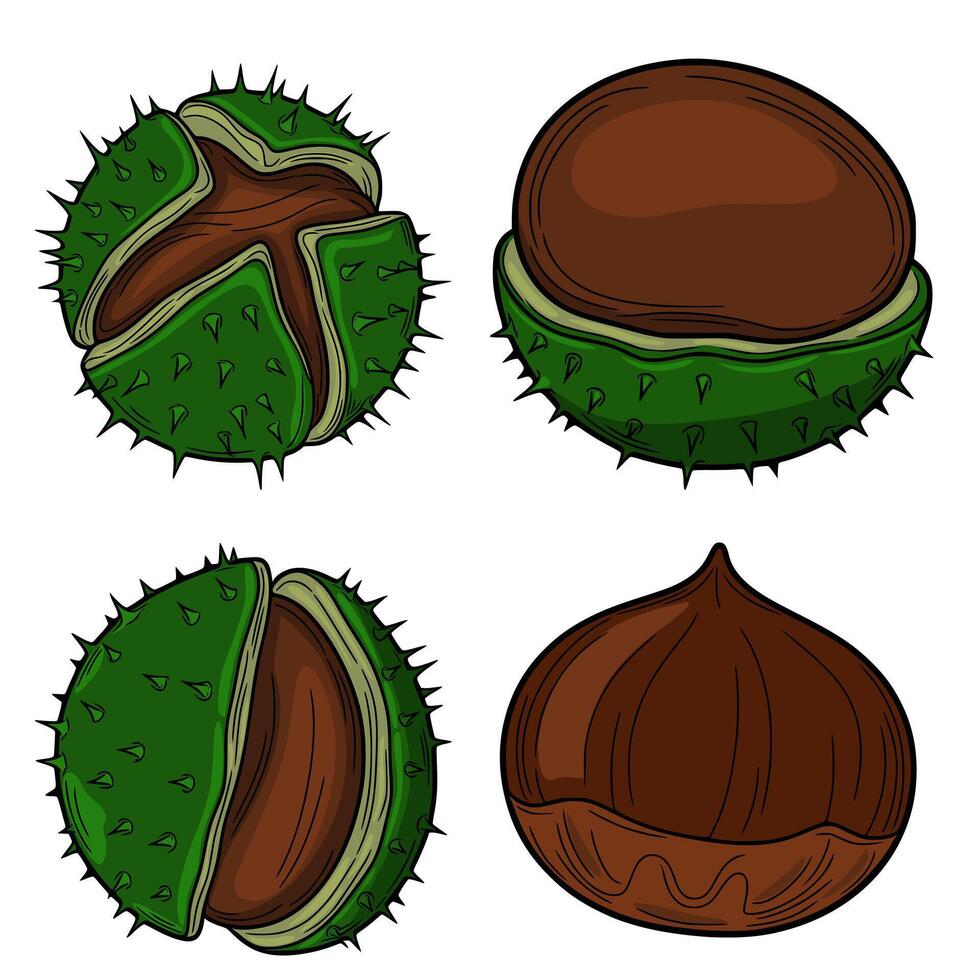 Detailed illustration of four chestnuts, showcasing whole and halved versions with spiky husks and smooth brown nuts, ideal for autumnal designs. vector