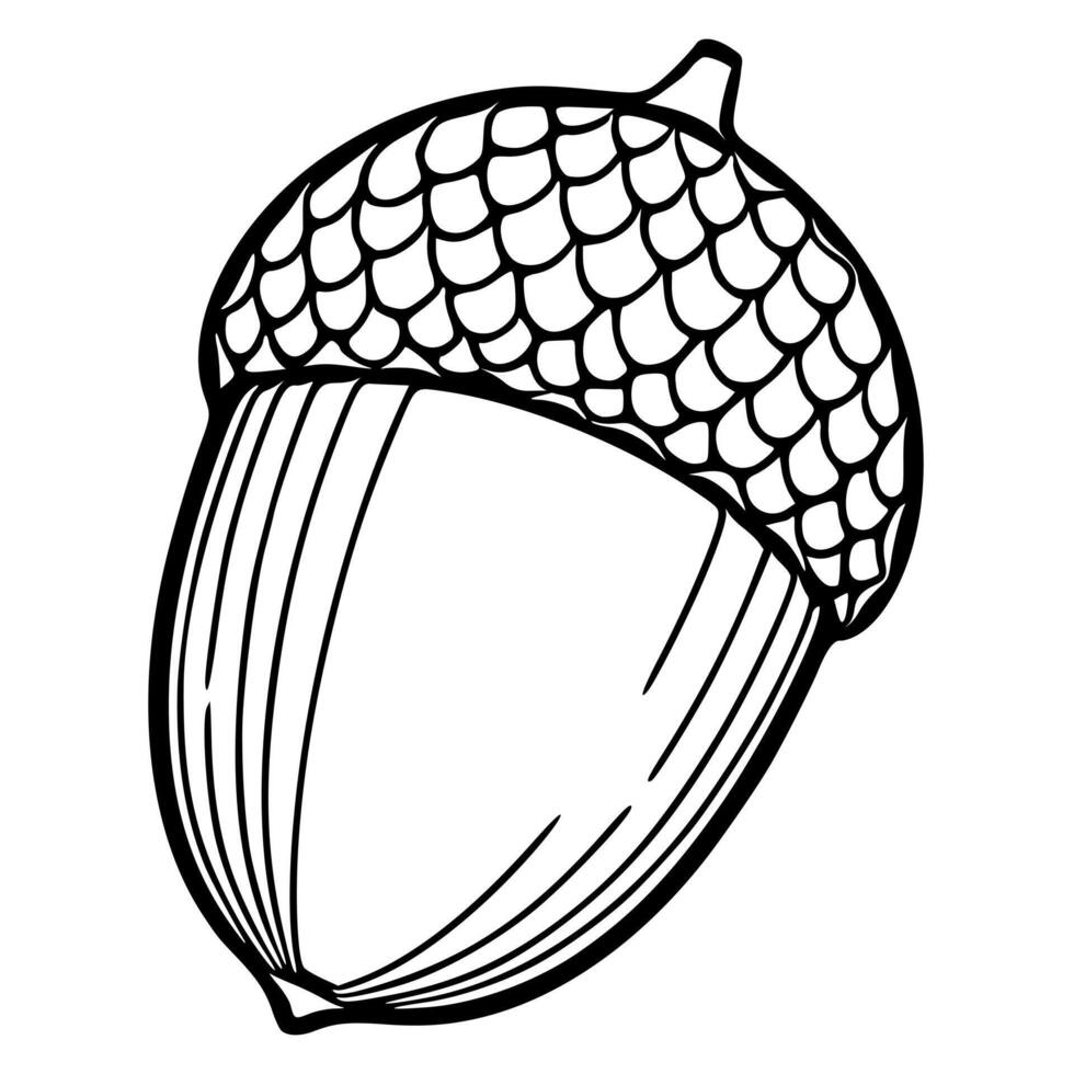 Detailed illustration of an acorn with a textured cap, showcasing intricate line art and a unique, stylized design ideal for autumn-themed projects. vector