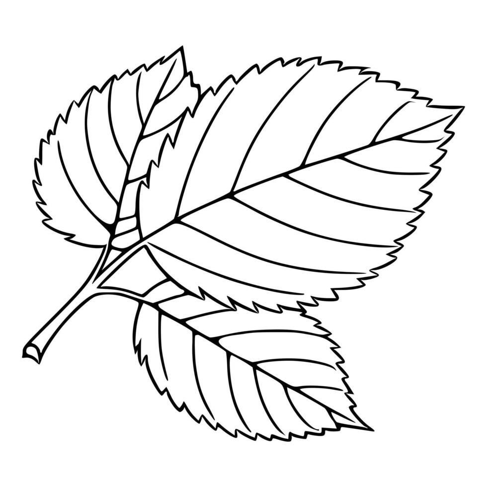 Elegant illustration of two detailed leaves with serrated edges, showcasing a minimalist black line art style perfect for nature-themed designs. vector