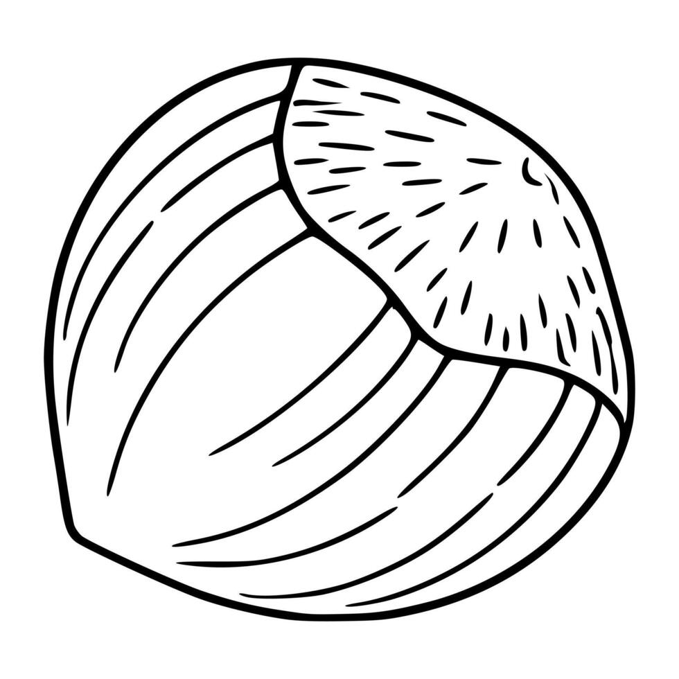 A illustration of a single hazelnut, depicted in a hand-drawn style with bold black lines on a white background, showcasing its textured shell and unique segmented structure. vector