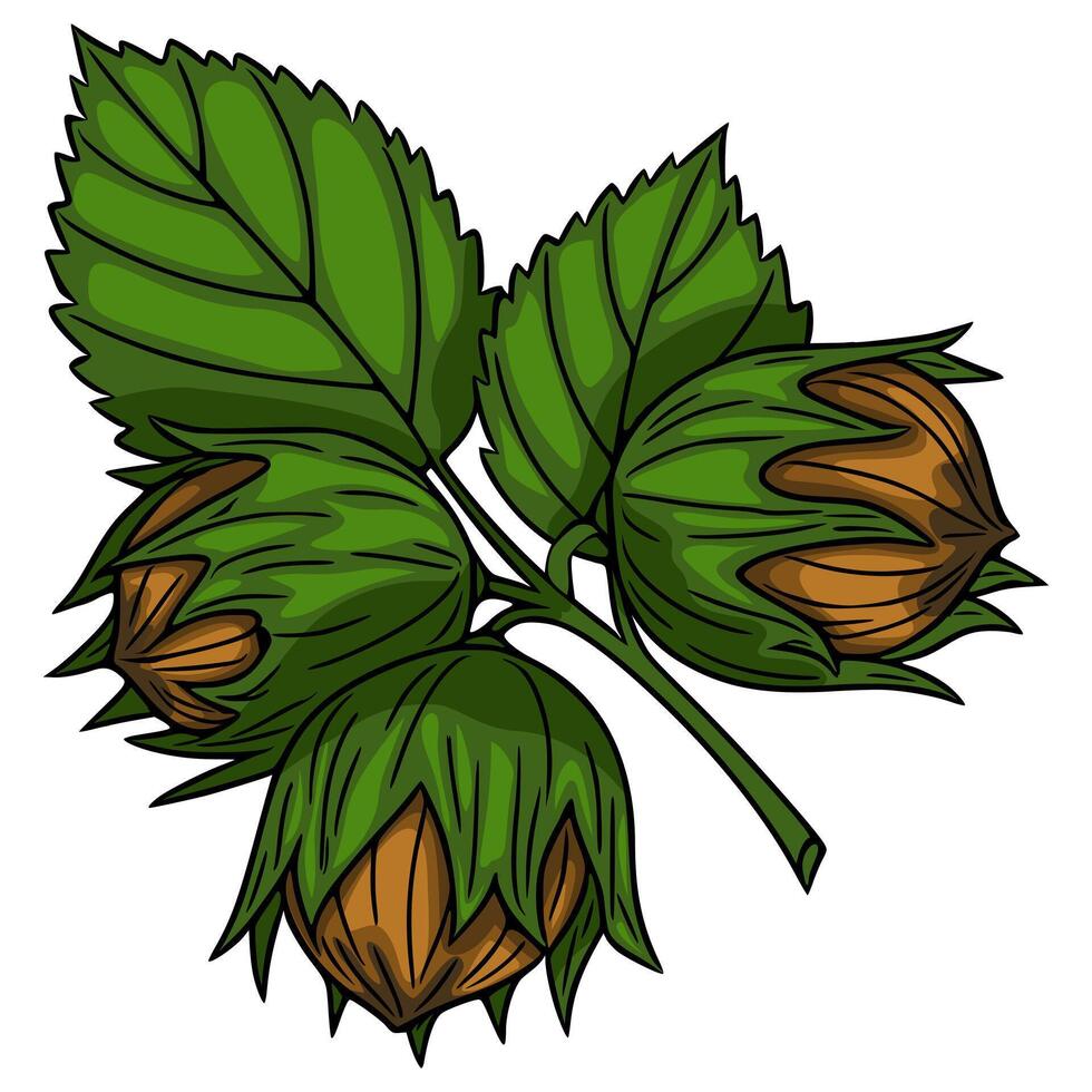 A vibrant illustration of three hazelnuts nestled within their protective green husks and leaves, showcasing a detailed hand-drawn style with rich brown and verdant hues. vector