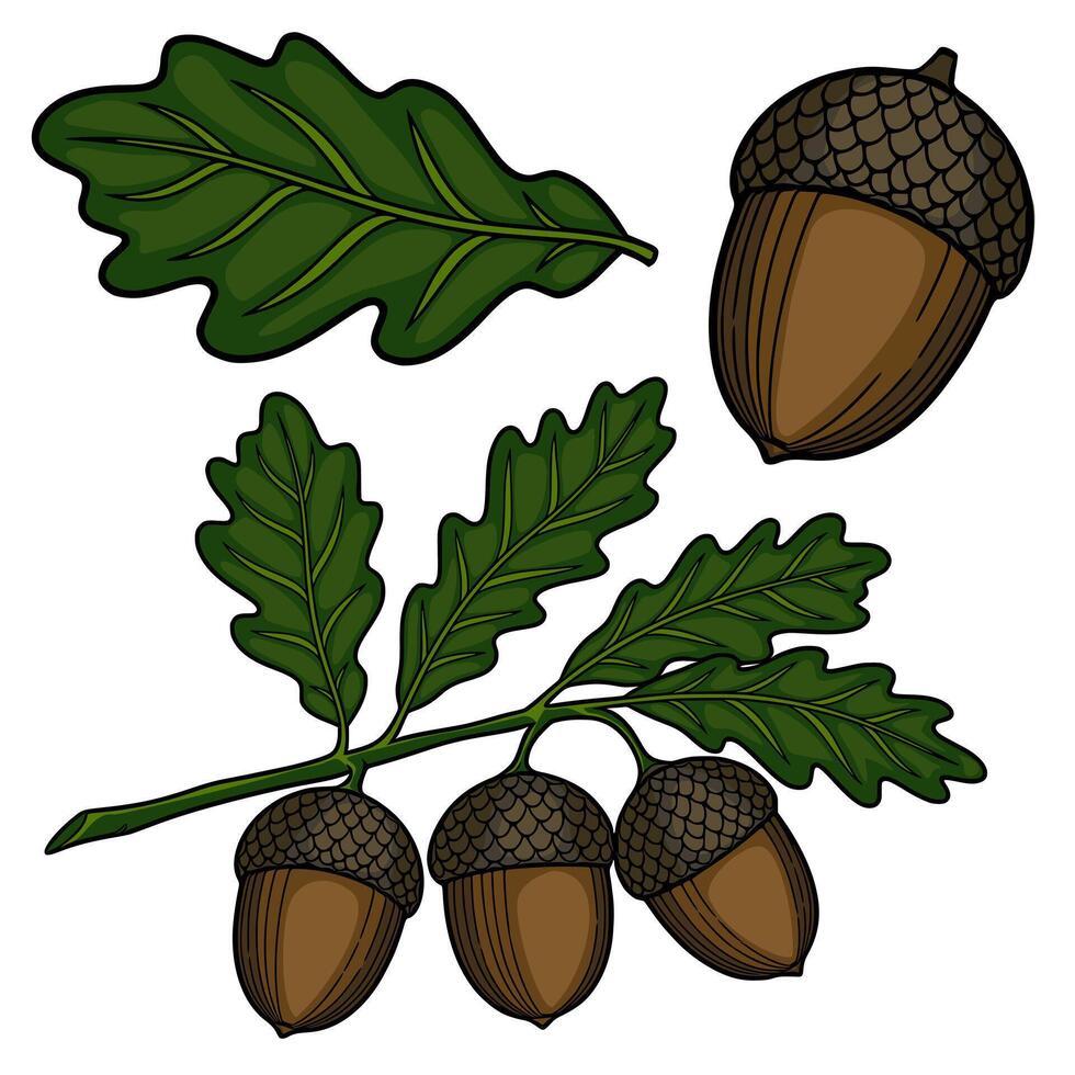 A charming illustration of oak acorns and leaves, meticulously detailed with rich brown and deep green hues, perfect for autumnal designs. vector