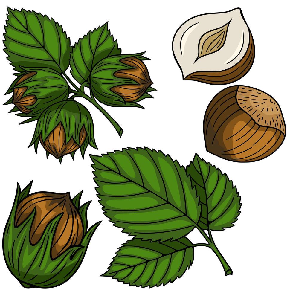 A Detailed Illustration of Hazelnuts A Collection of Whole Hazelnuts, Halved Hazelnuts, and Hazel Leaves, Depicting the Nut in its Shell and Out of its Shell with Vibrant Green Foliage. vector