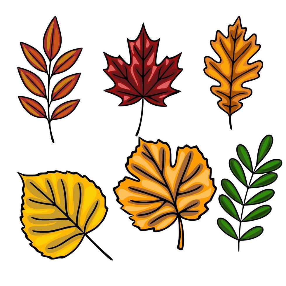 Collection of six autumn leaves illustration maple, oak, ash, and birch leaves in vibrant fall colors, perfect for seasonal designs. vector