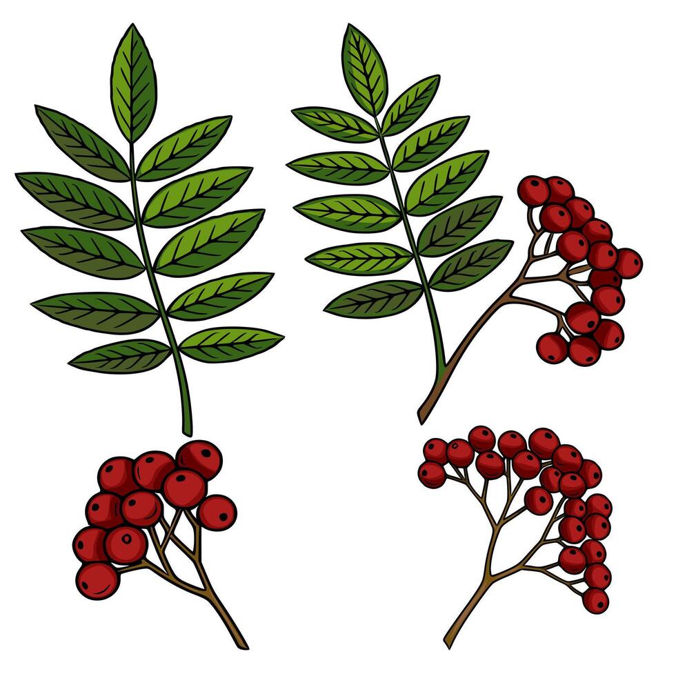 Detailed illustration of rowan branches with berries and leaves, showcasing vibrant red berries and lush green foliage, perfect for autumnal designs. vector
