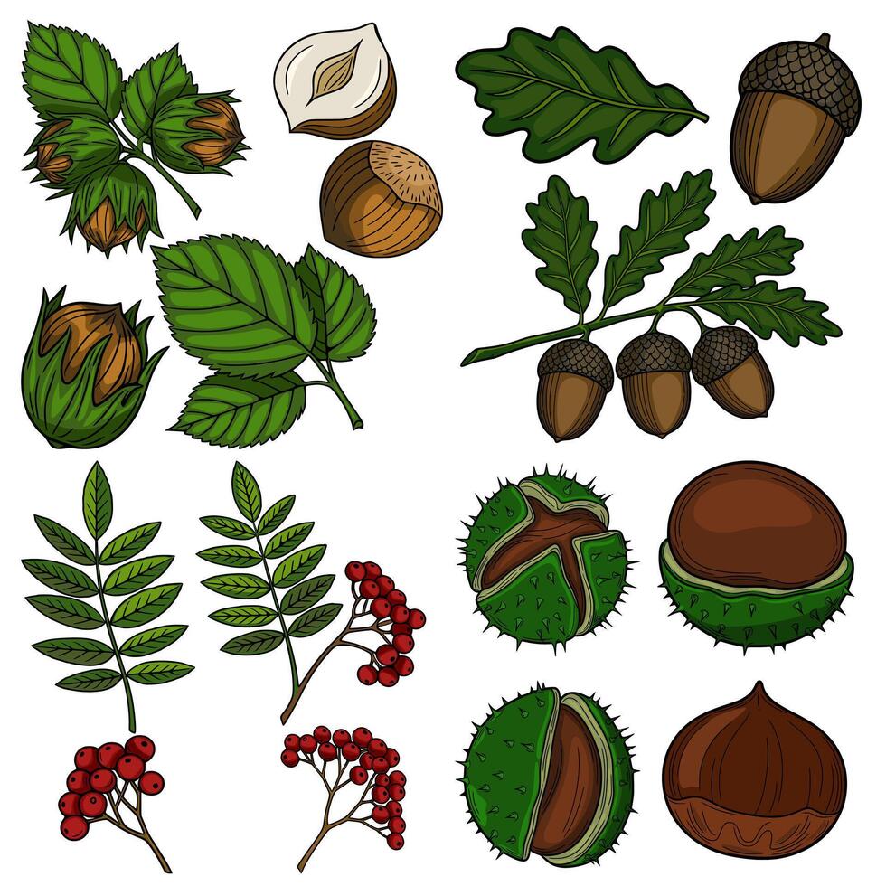 Autumn Illustration Detailed Hand-Drawn Hazelnuts, Acorns, Chestnuts, and Rowan Berries with Leaves, perfect for seasonal designs. vector