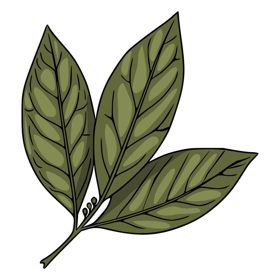 illustration of three detailed olivegreen leaves with visible veins and small buds on a stem, isolated on white background. vector