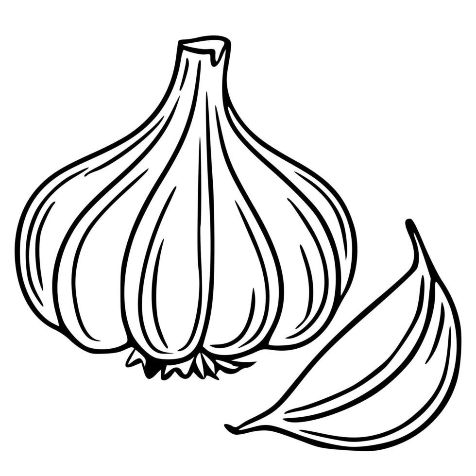 illustration of a garlic bulb and clove, handdrawn in a bold black outline style, showcasing detailed textures and a simplistic design ideal for culinary or healthrelated projects. vector