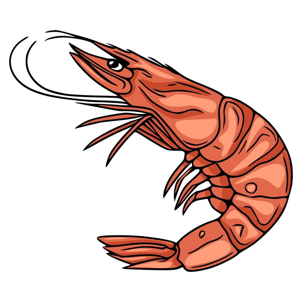A vibrant illustration of a single, stylized shrimp, depicted in a dynamic pose with detailed anatomical features and a bold, orangecoral color palette, suitable for culinary or seafoodthe... vector