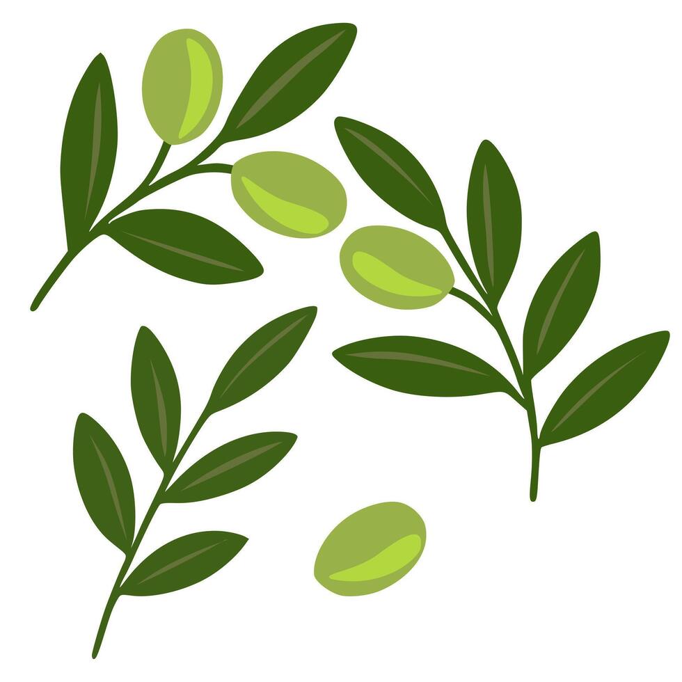 A illustration featuring stylized olive branches with varying shades of green leaves and olives, creating a fresh and natural design element. vector