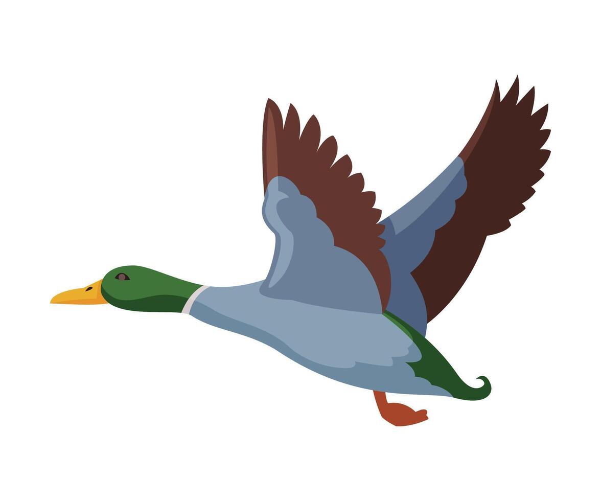 Flying Wild Mallard Duck Flat Style Illustration vector
