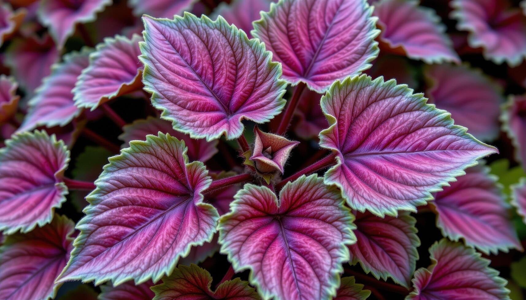 close up view of coral bells plant with deep purple leaves and scalloped edges. photo