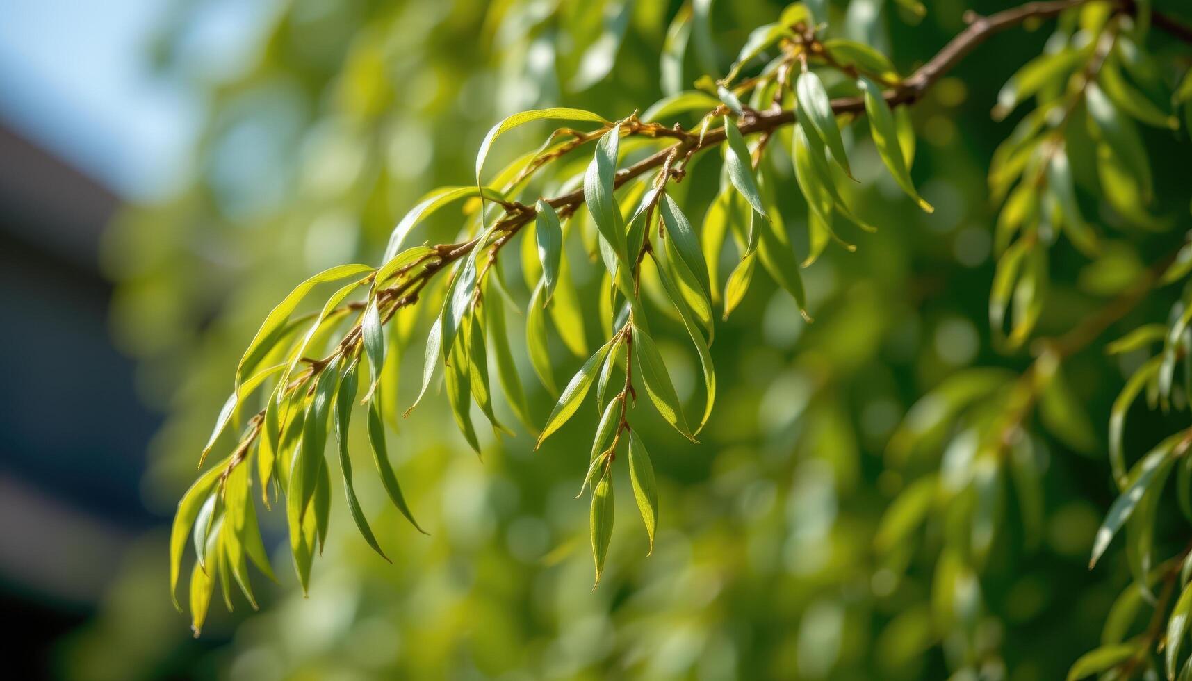 close up view of a weeping willow branch with delicate hanging leaves swaying. photo