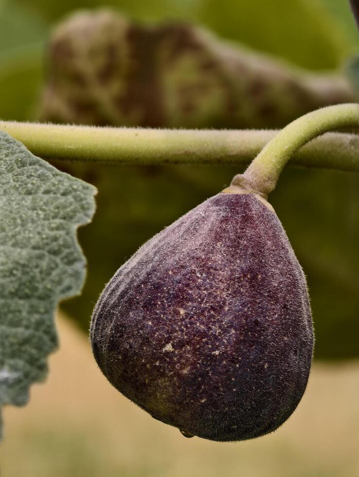 Close up of a ripe fig hanging from a branch with leaves in the background on a blurred day outside photo
