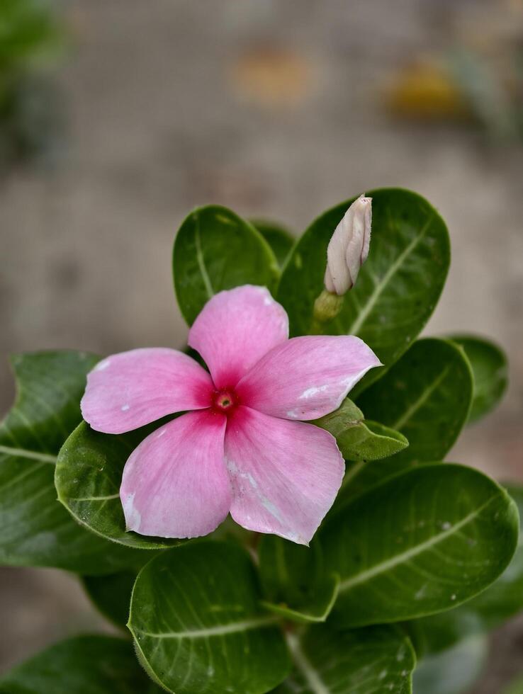 A close up of a pink periwinkle flower surrounded by green leaves and a flower bud in soft focus photo
