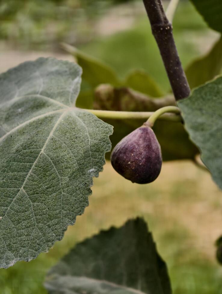 Close up of a fig growing on a branch with large green leaves in a natural outdoor setting view photo