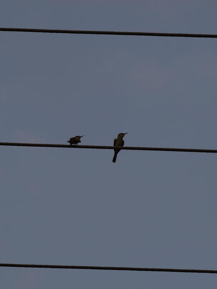 Two birds perched on wire against a cloudy sky perfect for birdwatching and nature photography use 100 photo