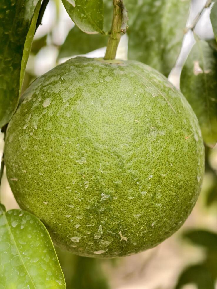 A close up of a green citrus fruit hanging from a tree branch with leaves in the background outdoors photo