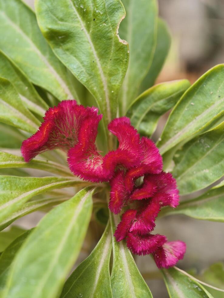 Close up of a red celosia cristata flower with green leaves in a natural outdoor setting showing details photo