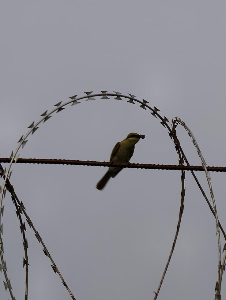 Yellow bird perched on barbed wire fence against gray sky nature photography wildlife animal shot outdoors 100mm photo
