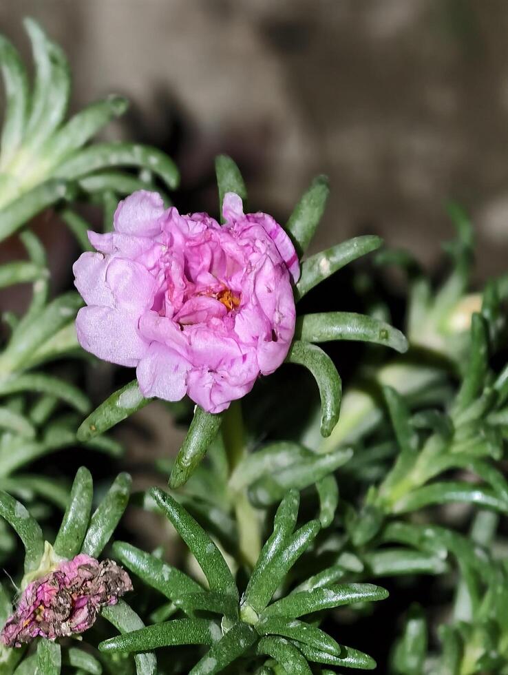 A beautiful pink portulaca grandiflora flower close up photography blooming in the garden view image photo