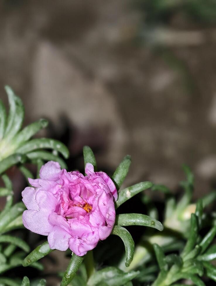 Pink moss rose purslane flower closeup blooming in garden floral photography nature background image photo