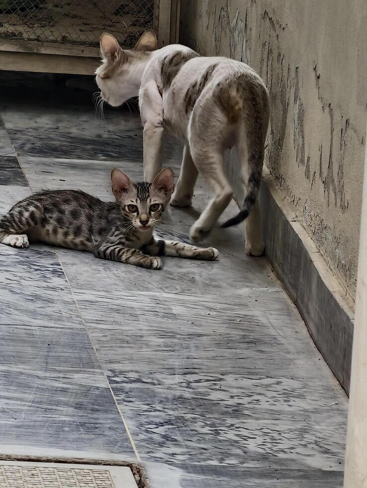 Cute bengal kitten lounging with adult cat on marble floor adorable feline friends pet photography animal love photo