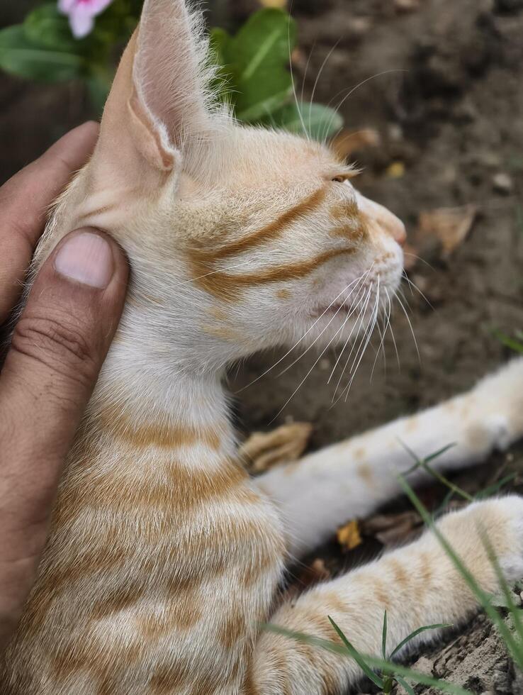 Adorable orange tabby kitten getting petted outside in the garden cute feline domestic animal pet care love photo