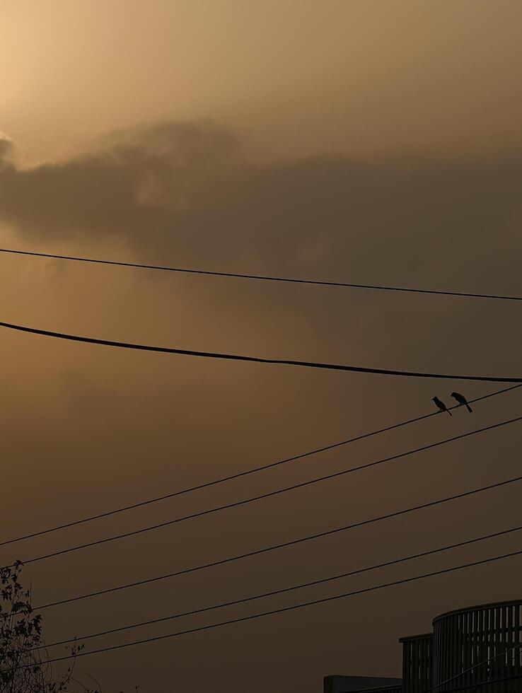 Birds on wire silhouette against golden sky background nature photography landscape scenery photo