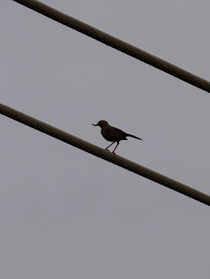 Bird perched on wire cable stock photo of a small bird on a wire gray sky background nature photography