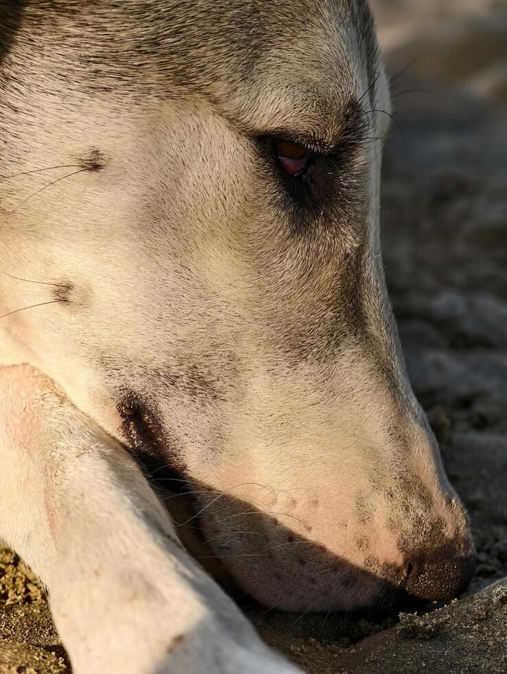 Close up portrait of a dog resting on the beach looking sad and tired canine animal pet mammal outdoor photo