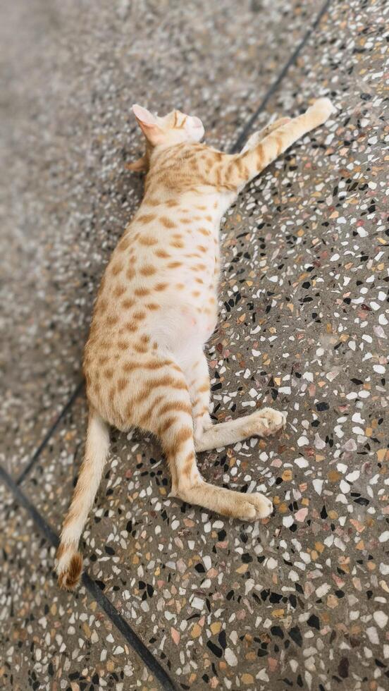 Orange tabby cat stretching out on floor adorable feline pet animal domestic shorthair feline relaxation photo