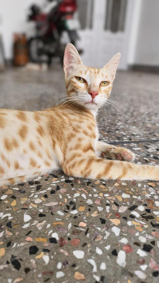 Orange tabby cat lying down on floor indoors cute feline domestic animal pet portrait adorable kitty resting photo