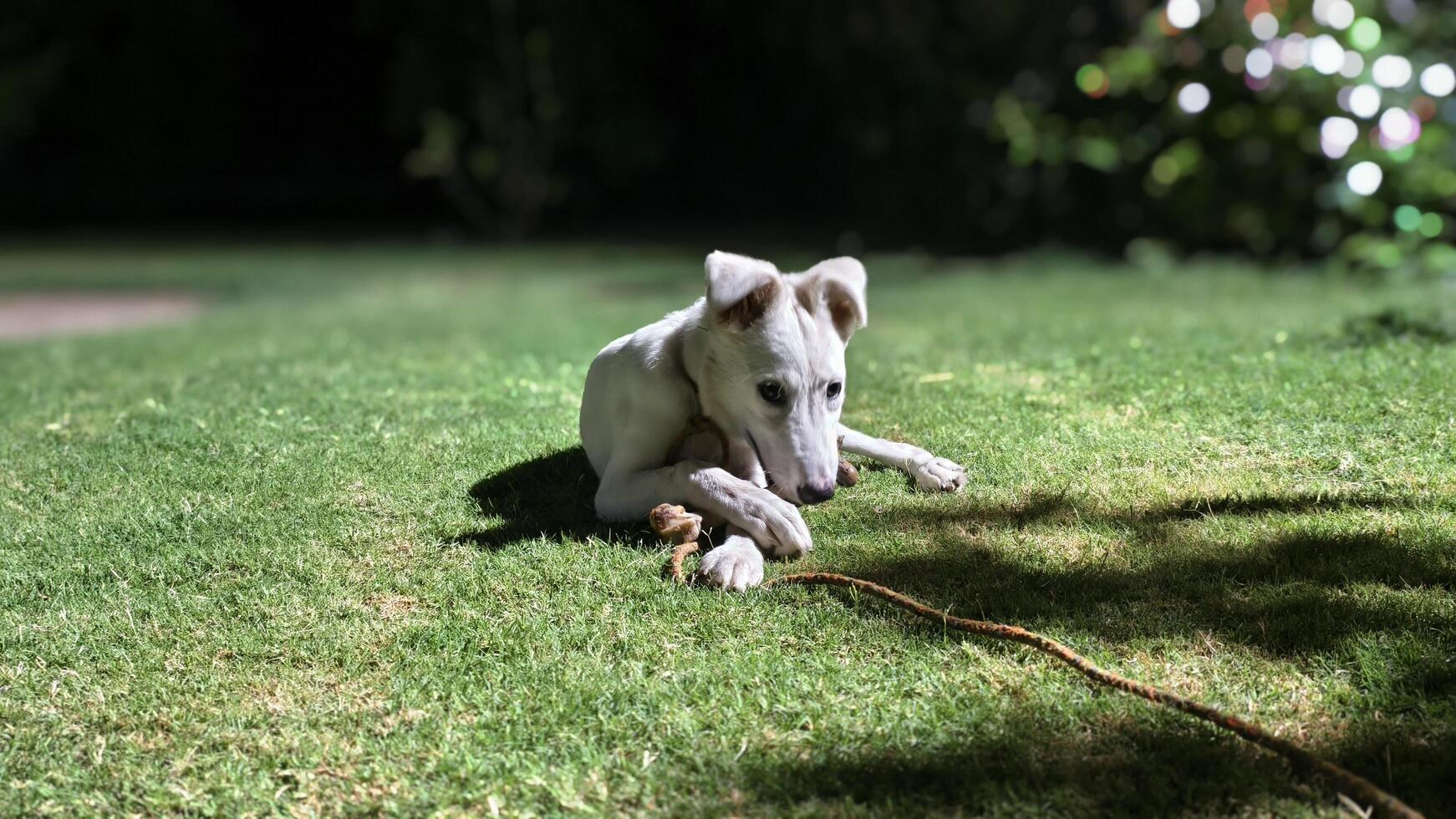 White dog puppy playing outside on green grass lawn pet animals canine domestic adorable cute play nature park photo