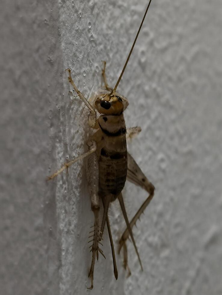 Close up macro photo of a cricket insect on a white wall insect pest control and identification guide insectology
