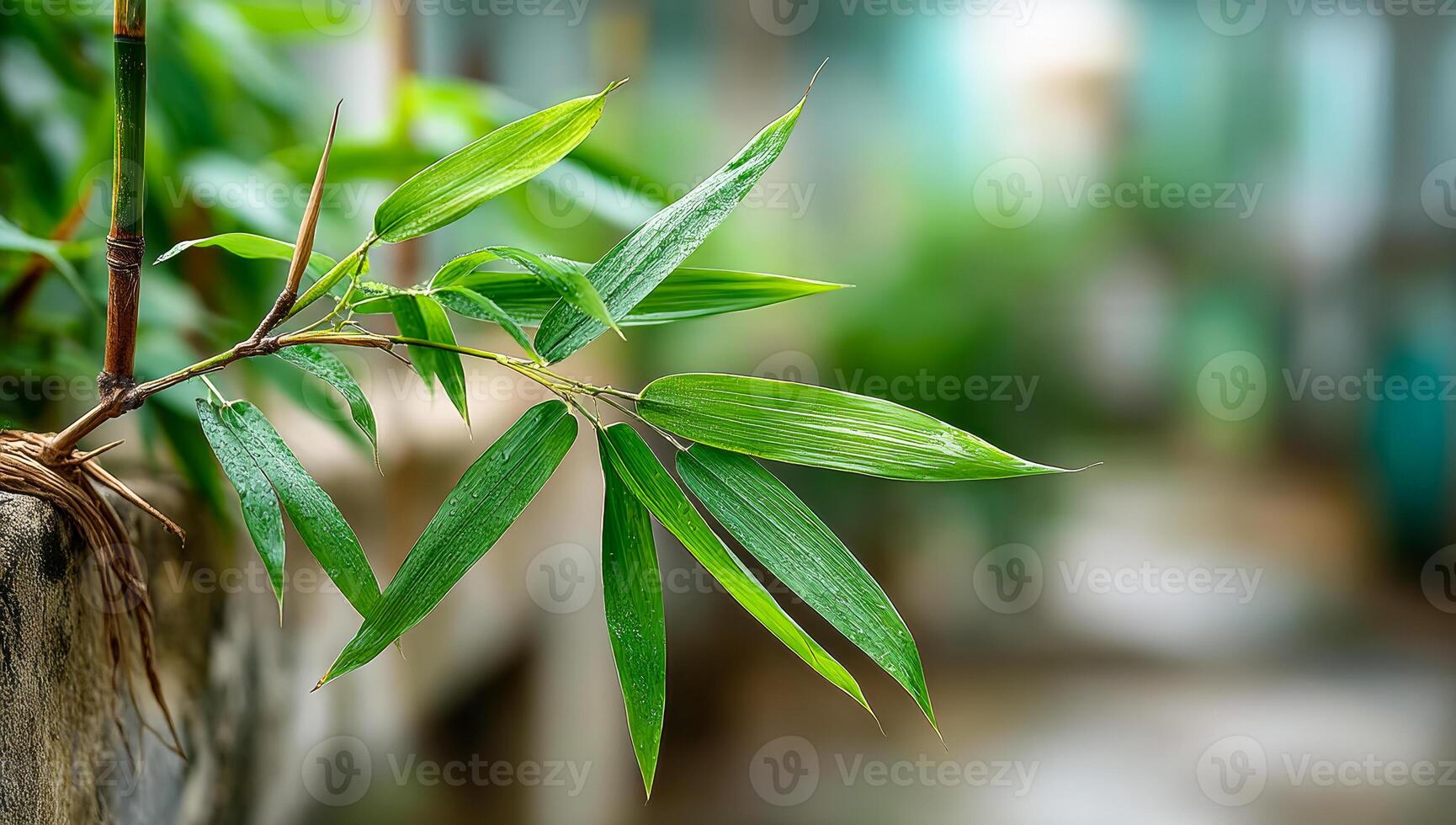 Lush bamboo leaves in a serene garden. Bamboo leaves glisten with dew in a peaceful garden, surrounded by greenery on a bright, sunny day. photo