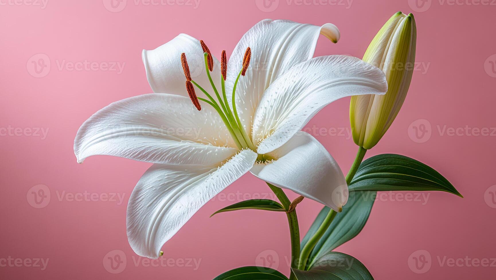 Lily blooms on pink background. A white lily blooms, revealing delicate details on a soft pink background, showcasing nature's elegance. photo
