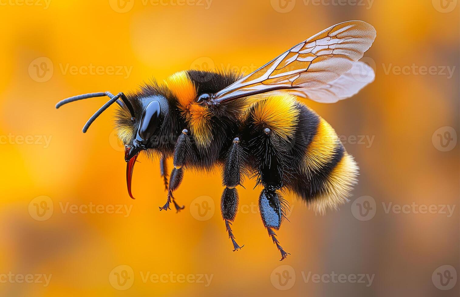 Bumblebee hovering near vibrant flowers. A colorful bumblebee hovers in mid-air, displaying its fuzzy body against a bright, warm background. photo