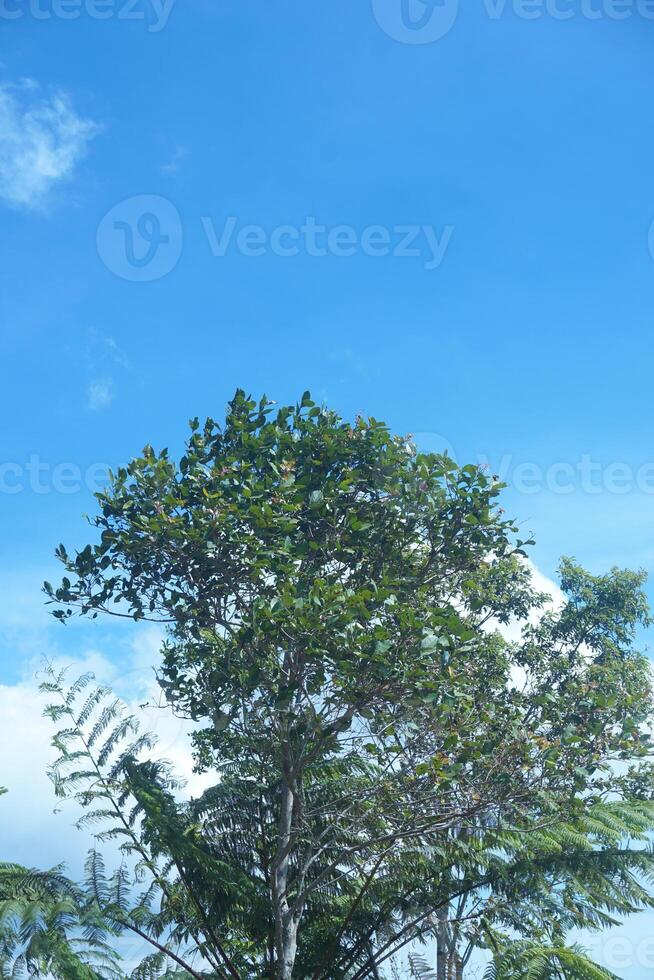 a tree with a blue sky and clouds in the background photo