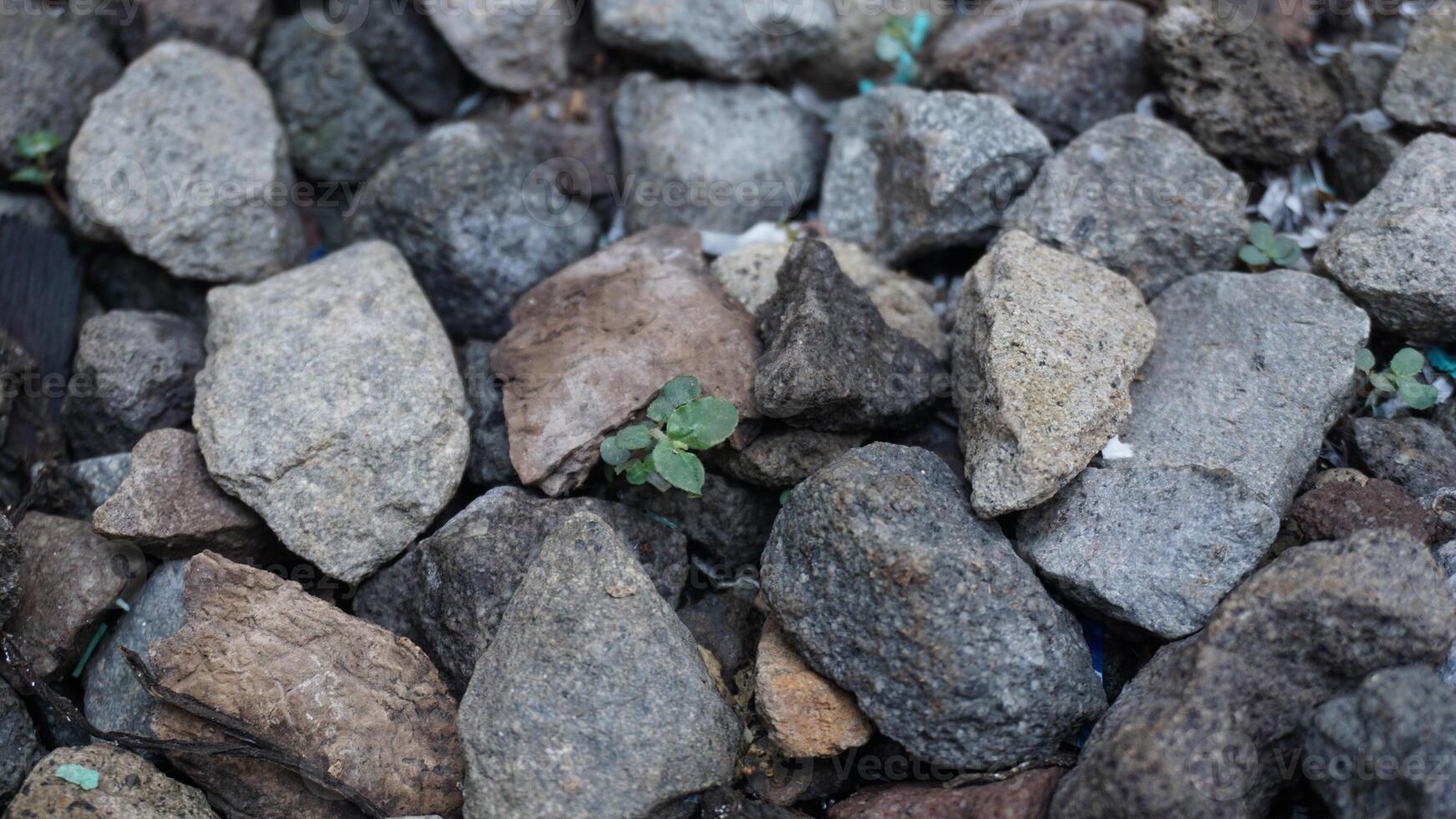 A small plant growing out of a pile of rocks photo