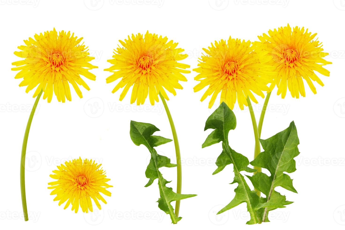 blowball set. object. yellow dandelion flowers isolated on white background. flowering plant. photo