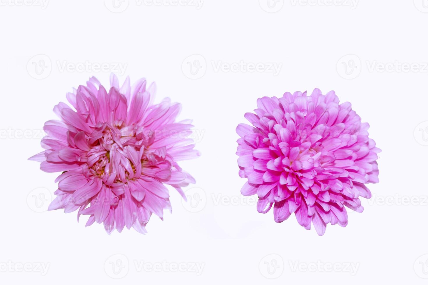 Pink plant. Aster flower isolated on white background. photo