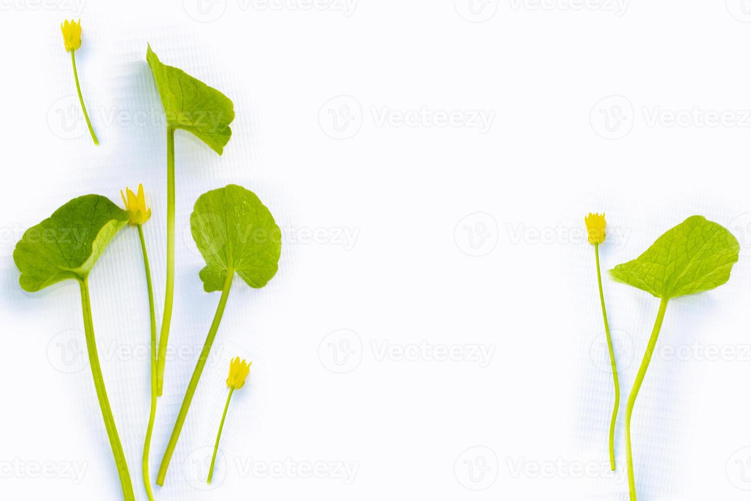 Natural floral pattern. Elegant frame of delicate spring flowers. photo