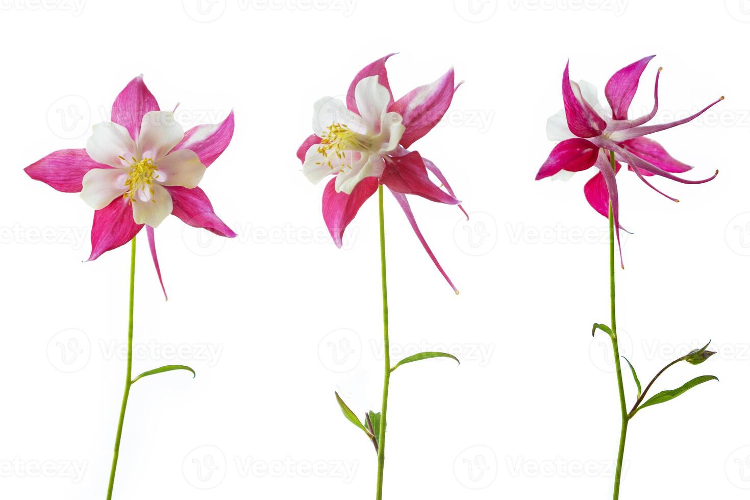 Bright pink aquilegia flower isolated on white background. photo